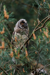 an owl that lives in a park, usually in pairs with other family members