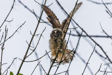 Juvenile Owl Spreads Its Wings While Perched On A Branch