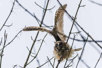 Juvenile Owl Spreads Its Wings While Perched On A Branch