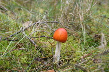Orange Mushroom Among Grass and Moss in Natural Setting