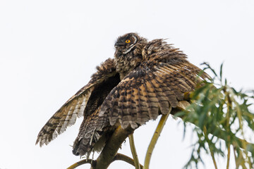 Two Juvenile owls stretch their wings on a branch during flight practice