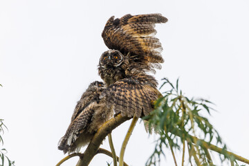 Two Juvenile owls stretch their wings on a branch during flight practice