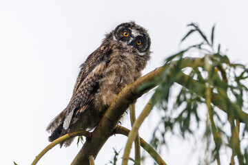 A curious owl sat on a branch among the pine trees in forest.