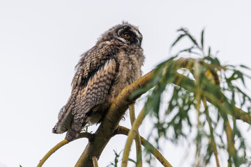 A curious owl sat on a branch among the pine trees in forest.