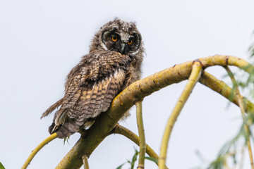 A curious owl sat on a branch among the pine trees in forest.