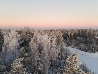 Drone view of a vast winter forest with snow and frost-covered trees under a soft pastel sunrise sky