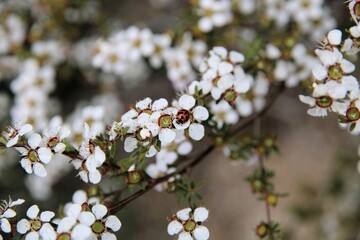 Transverse Ladybird (Coccinella transversalis) feeding on nectar of tea-tree flower
