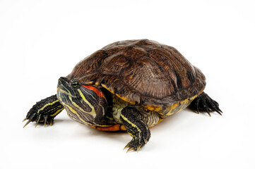 Red-eared slider // Rotwangen-Schmuckschildkröte (Trachemys scripta elegans)