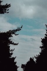 Turquoise sky with clouds framed by the dark silhouettes of treetops. A calm and atmospheric natural scene.