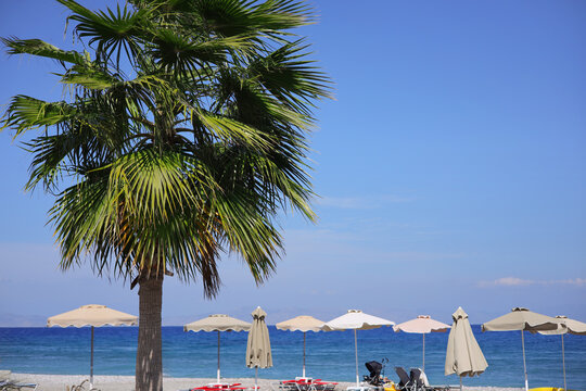 A palm tree along the Ialysos beach, Rhodes dodecanese islands - Greece
