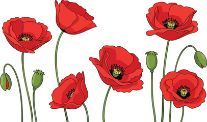 Fototapeta premium Vibrant Red Poppies with Green Stems and Buds Displayed Against a White Background