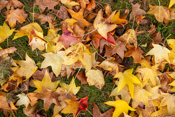 A beautiful natural pattern of fallen leaves, Nature's Texture