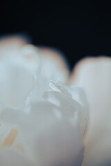 A delicate macro of a soft white flower with subtle peach and cream undertones