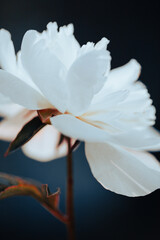 A white peony flower in profile view, illuminated softly