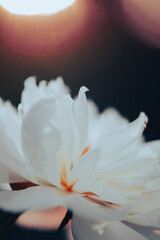 A white peony flower in profile view, illuminated softly