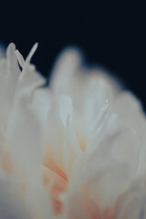Macro shot of a blooming peony flower with softly folded white petals