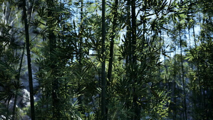 Fototapeta premium Sunlight filters through a dense bamboo grove, creating a serene green atmosphere. The tall bamboo stalks sway gently in the breeze, inviting peace and calm to the surroundings.
