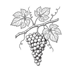Obraz premium Vintage style sketch of a grape vine branch with ripe fruit and vector illutrastion transparent background