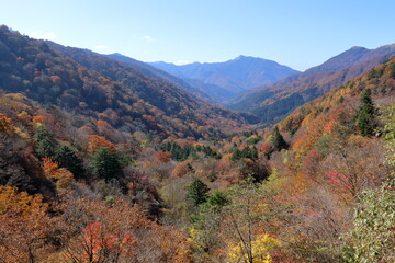 山肌を彩る紅葉　剣山系　（四国　徳島県）