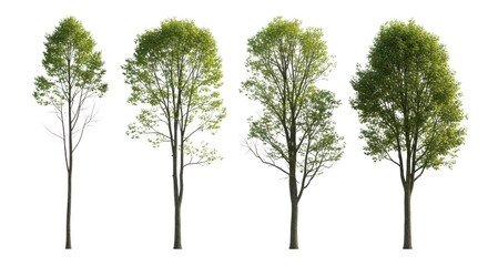 Four trees with green leaves isolated on transparent background