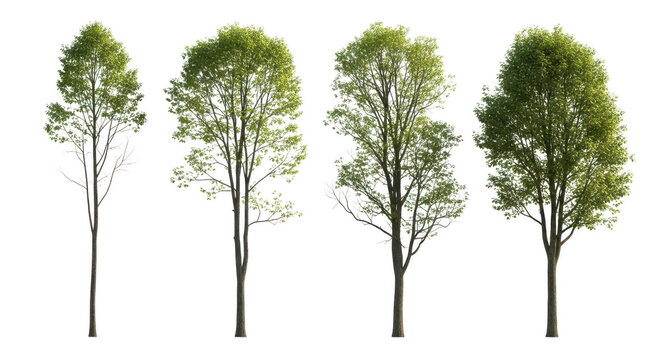 Four trees with green leaves isolated on transparent background