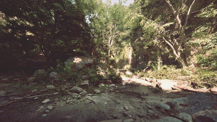 Bright sunlight shines through the thick canopy of trees in a serene forest. A quiet stream flows gently over smooth stones, surrounded by vibrant greenery.