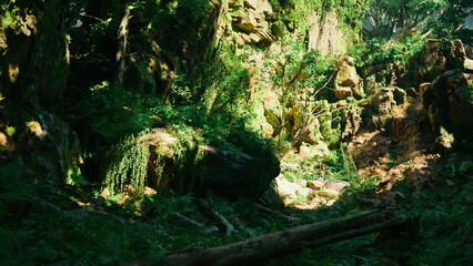 Sunlight gently illuminates a serene forest filled with vibrant greens. Lush plants and rocks create a peaceful atmosphere, inviting exploration and adventure in natures beauty.