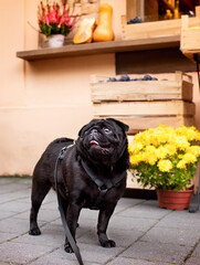 A black pug dog stands on the street against the background of a fruit and flower shop. The dog has a harness. He looks up. Training. Vertical blurred photo