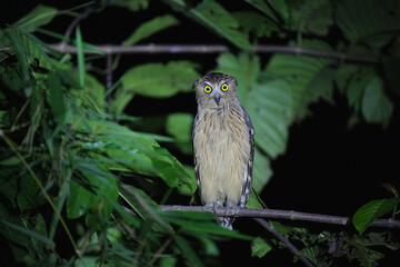Buffy fish owl (Ketupa ketupu) on branch. Bird watching in natural habitats in the forest.
