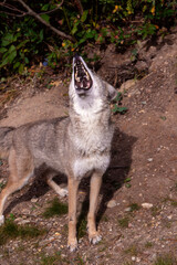 Closeup of a Coyote howling