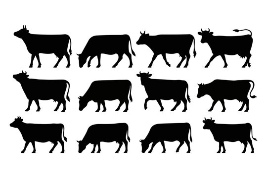 Set of twelve black cow silhouettes shown in different poses like grazing and walking. A vector collection of domestic farm animal and cattle livestock icons
