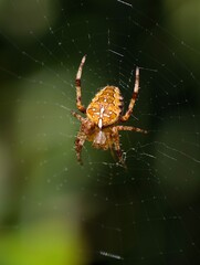 spider on the web