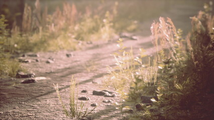 Sunlight filters gently through trees, casting a warm glow on a rugged path. Wild grass and small stones hint at life and adventure along this peaceful trail in a serene outdoor setting.