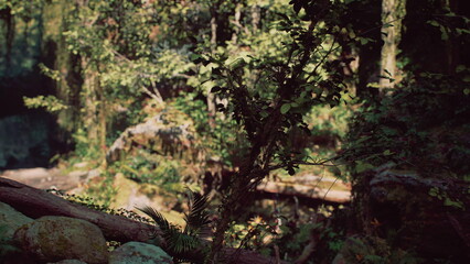 Fototapeta premium Sunlight filters through the dense canopy, illuminating vibrant plants and a calm pond. A natural wooden bridge invites visitors to explore this peaceful forest paradise.