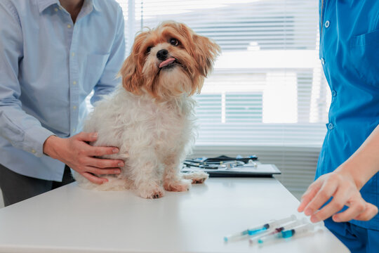 Dog on vet table receiving routine vaccination, concept of prevention, pet health, and responsible pet care.
