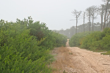 . Sandy trail through a dune forest landscape on a moisty summer morning. Ovar, Portugal 