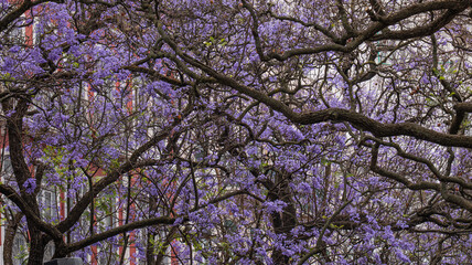 Jacaranda tree in full bloom, urban spring, Lisbon Portugal