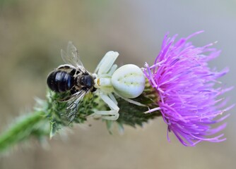Veränderliche Krabbenspinne (Misumena vatia) Weibchen mit Beute