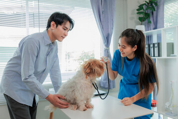 Indoor veterinary clinic with dog, vet, and owner during pet health consultation and treatment.