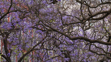 Jacaranda blossoms and traditional Lisbon city buildings, Portugal