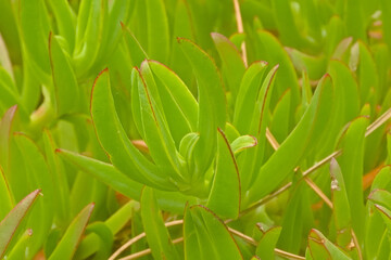 Green leafs of a highway ice plant creeping over the ground, selective focus - Carpobrotus edulis 