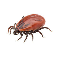 Isolated macro shot of a parasitic tick on a pure transparent background for presentations