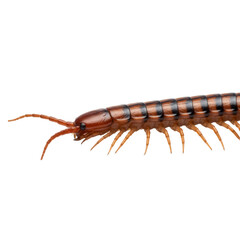 Detailed macro of a centipede revealing its segmented body and numerous legs on an isolated space