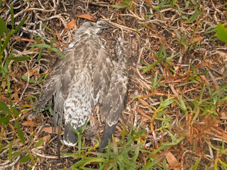 corpse of a dead gull laying on the ground