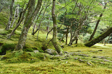 Green moss garden with fallen maple leaves on grounds