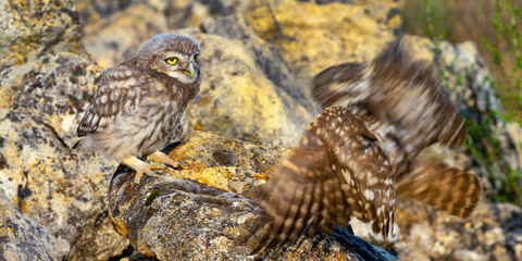 Little Owl, Athene noctua, Mediterranean Forest, Castilla y Leon, Spain, Europe