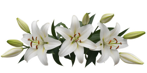 White lilies blooming buds isolated on a transparent background © Seek
