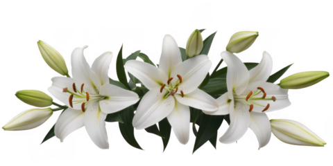 White lilies blooming buds isolated on a transparent background