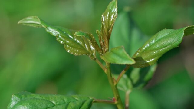 A green young tree sprout sways in the wind. Surrounded by green foliage. Medium shot, summer day, natural light.