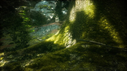 Moss covered roots emerge from the ground as soft sunlight filters through the lush canopy. This tranquil forest scene captures natures beauty and calmness.